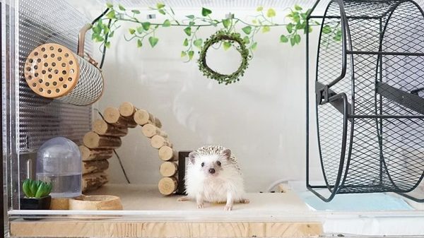 アクリルケージ 小動物用 ハリネズミ | fitwellbathfitting.com